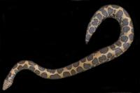 picture of Kenyan Sand Boa Sml                                                                                  Eryx colubrinus